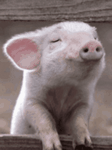 pic for Little Pig